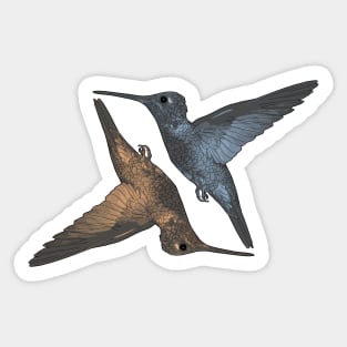 Humming Birds blue orangge Sticker